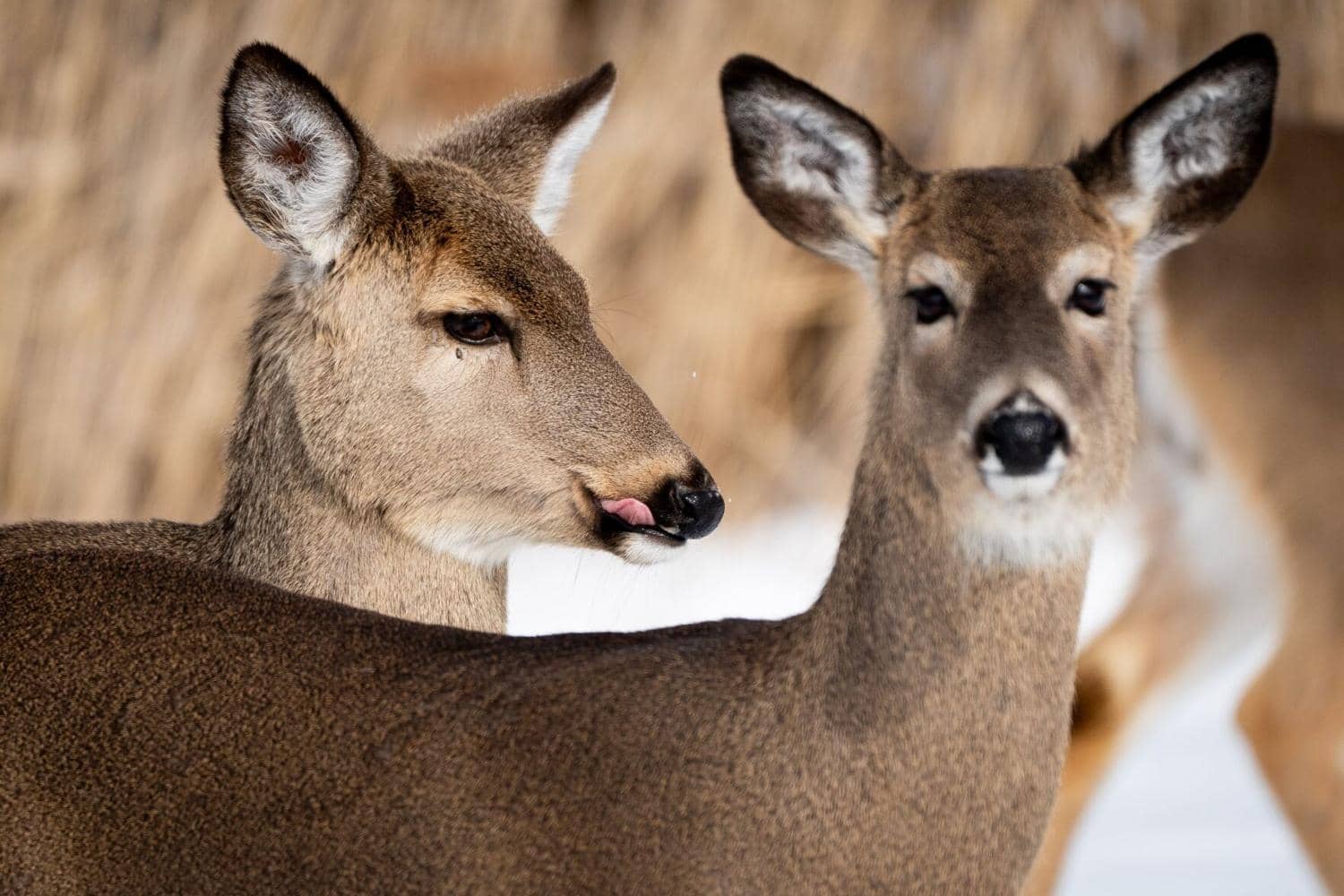 The Editorial Board: Poloncarz is Justified in Exercising Judgment on Youth Hunting Law Veto