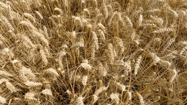 Geopolitical Turmoil Returns to Grain Markets: Australian Growers Face Mixed Outlook Amid War Risk Insurance Resurgence