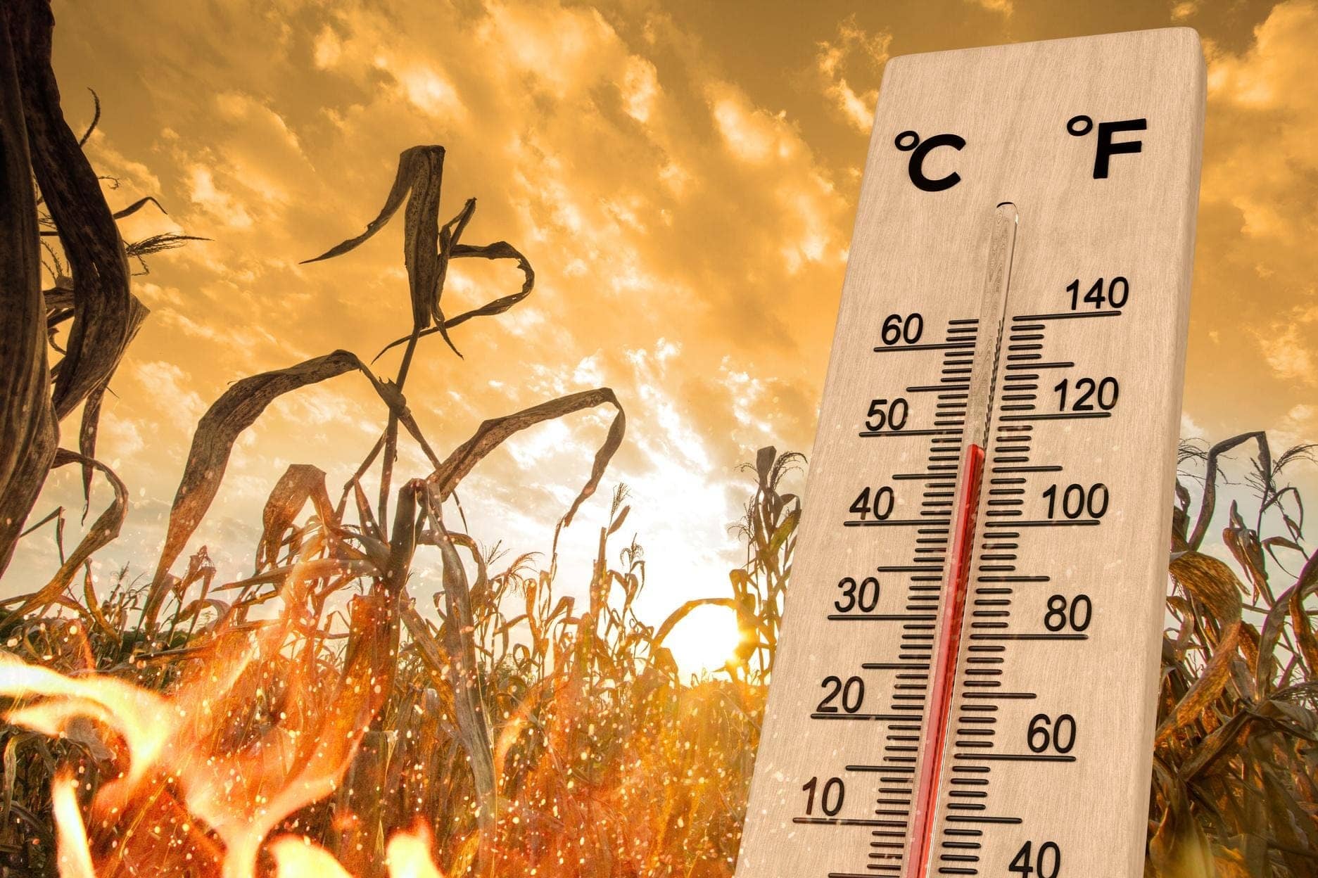 Economists Anticipate Climate Change Impact on Food Costs Exceeds Conflict Effects in 2027