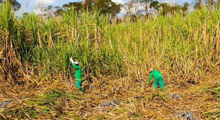 South Africa's Basic Food Basket Surges 62% Amid July Heatwaves and Energy Hikes