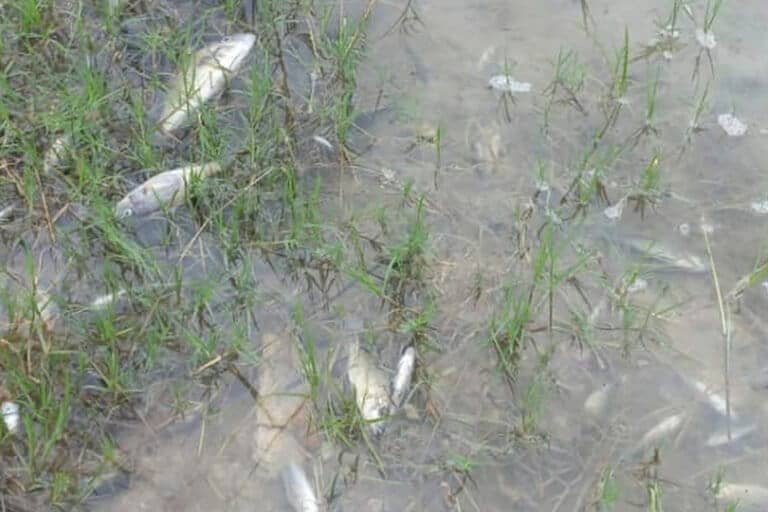 Toxic Aftermath: Zambian Communities Still Face Mine Spill Effects One Year Later