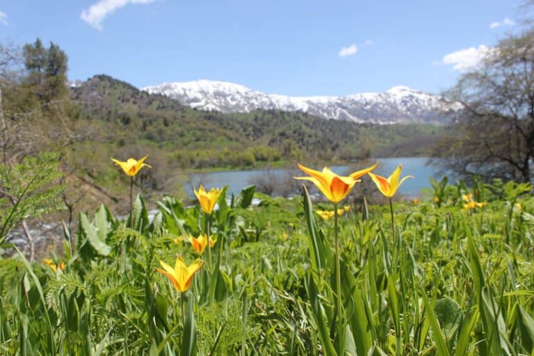 Central Asia Identified as Origin of Tulips in New Genetic Study