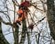 Langley Tree Removal Fines: What Lower Mainland Residents Must Verify Before Cutting