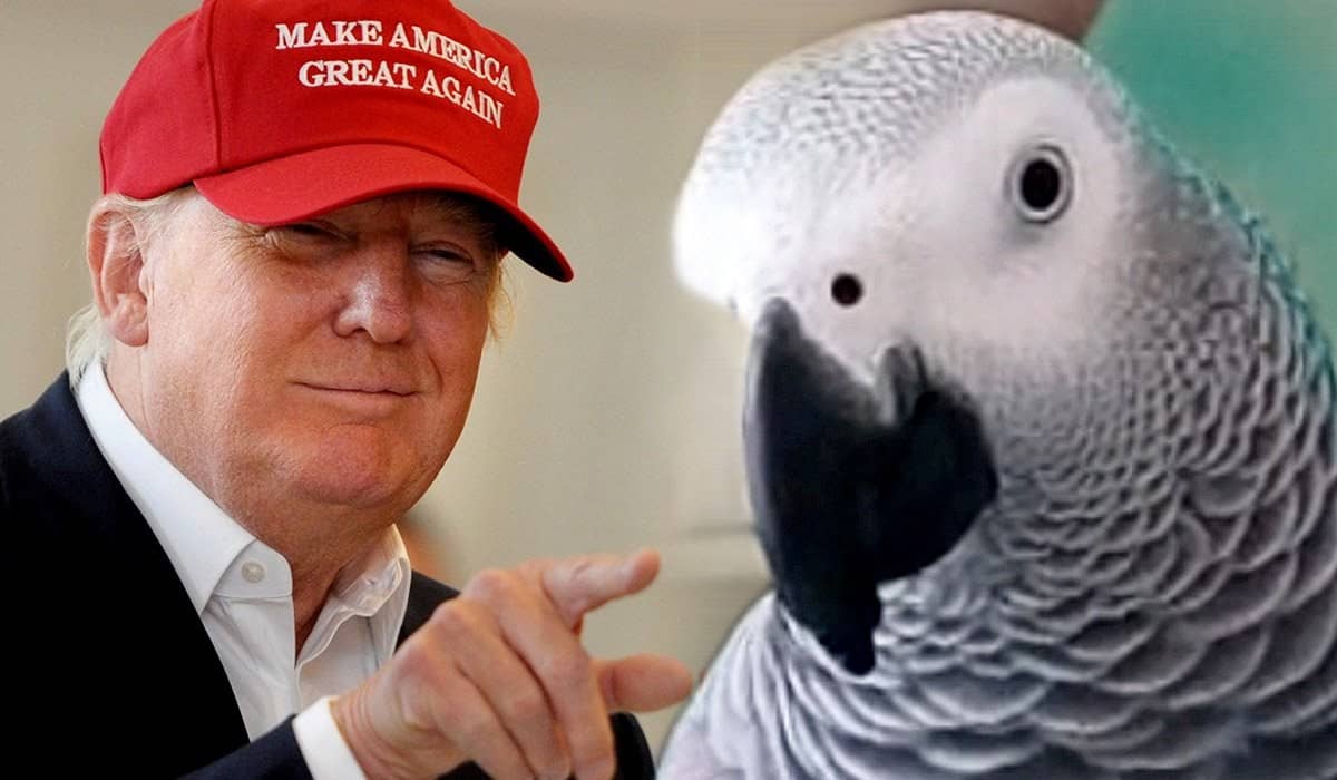 Parrot Swears At Donald Trump On TV