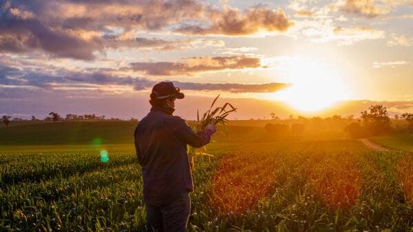 US Corn And Russian Wheat Supply Shifts Push Grain Costs Higher